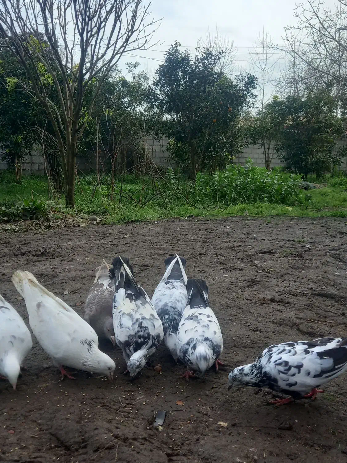 کفتر یا کبوتر|پرنده|رودسر, |دیوار