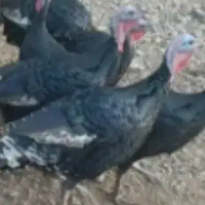 فروش بوقلمون|حیوانات مزرعه|داراب, |دیوار