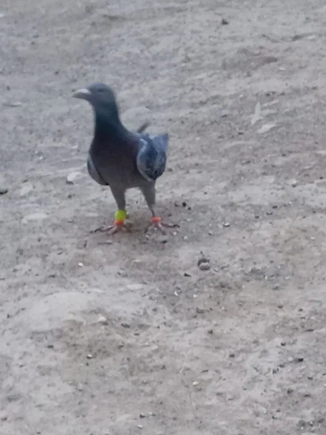 گمشده|حیوانات|سبزوار, اسلام آباد|دیوار