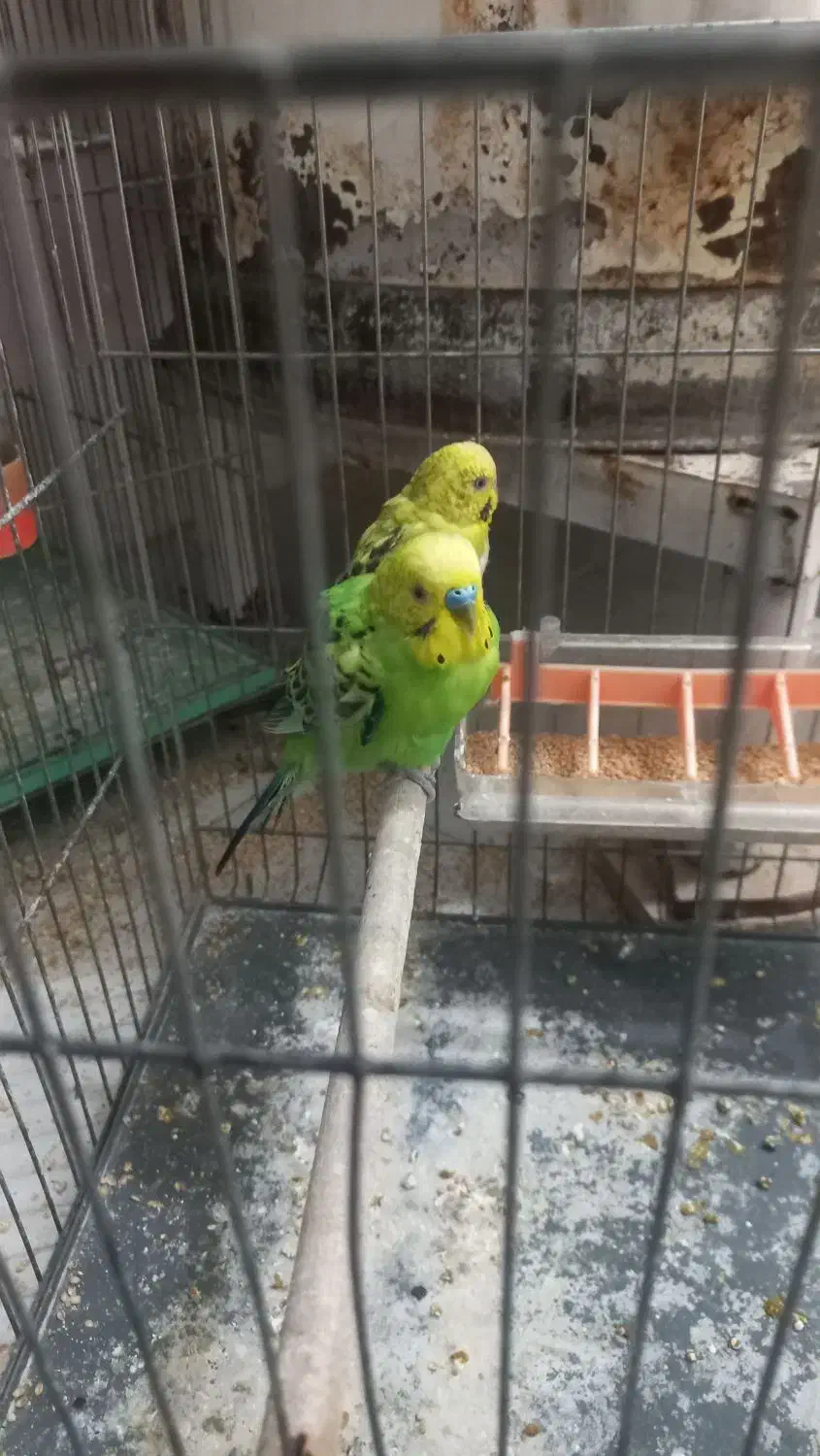 مرغ عشق|پرنده|قم, لسانی|دیوار