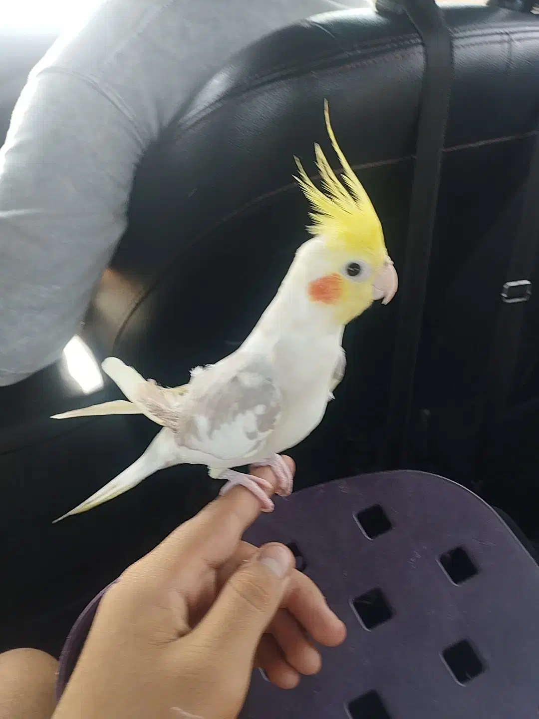 عروس هلندی گم شده|حیوانات|تهران, ابوذر|دیوار