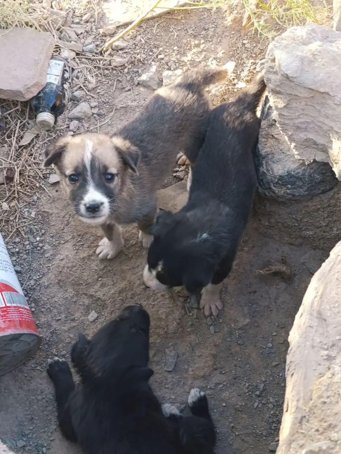 واگذاری سگ نگهبان|سگ|بیرجند, |دیوار