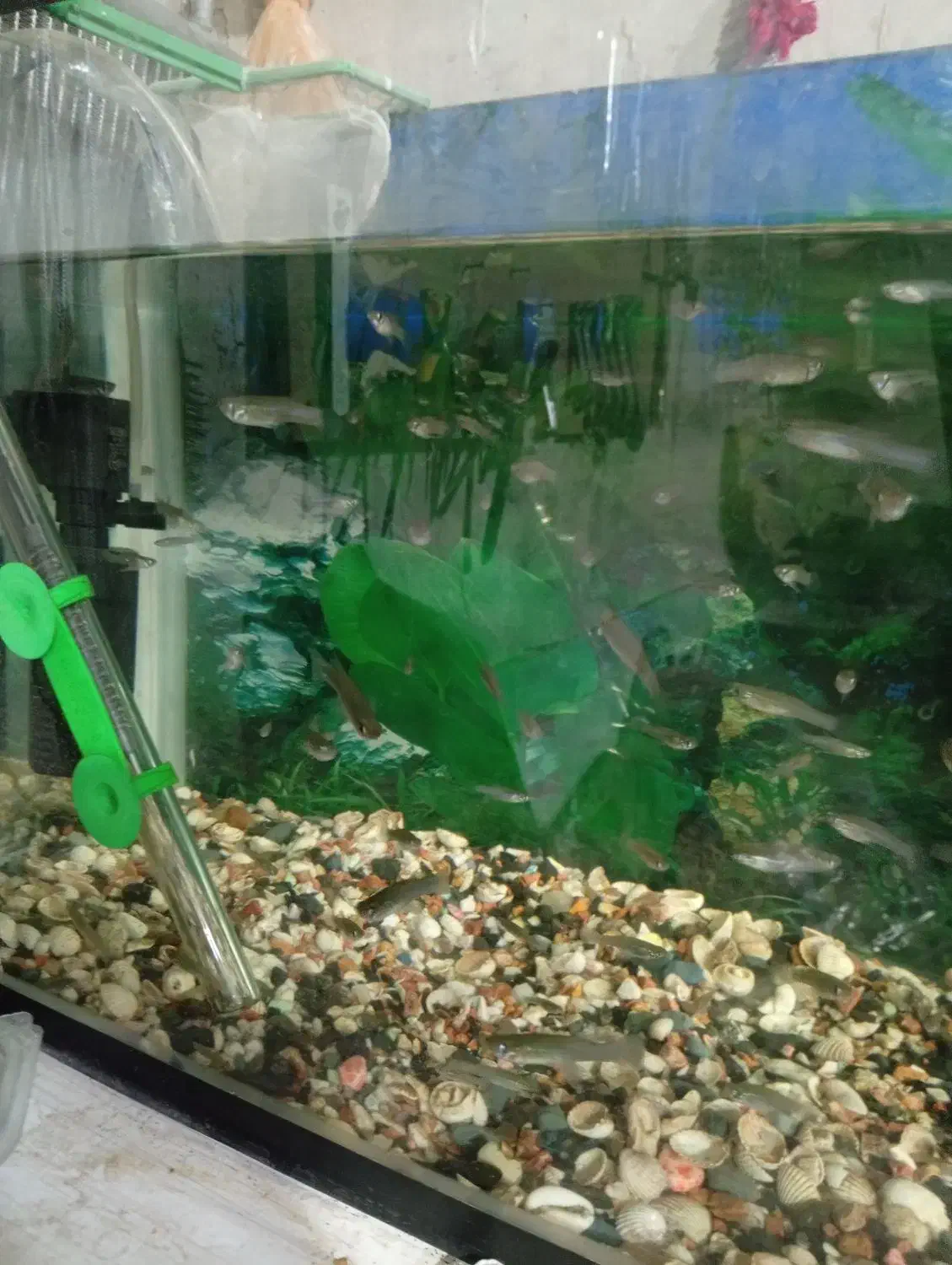 ماهی کوپی|ماهی|اردبیل, |دیوار