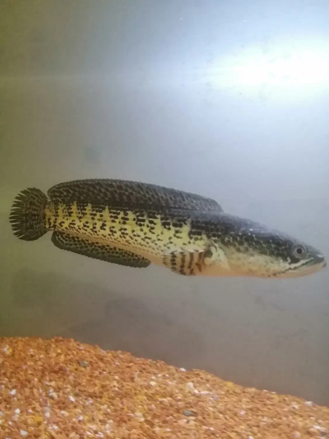 ماهی چانا گلدن کبری|ماهی|زنجان, |دیوار