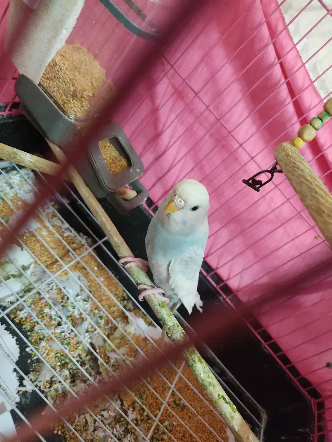 فروشی|پرنده|ری, شهرری|دیوار