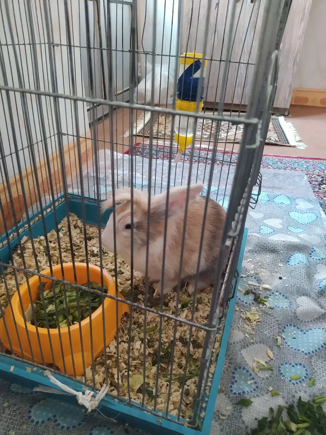 خرگوش|موش و خرگوش|میاندوآب, |دیوار