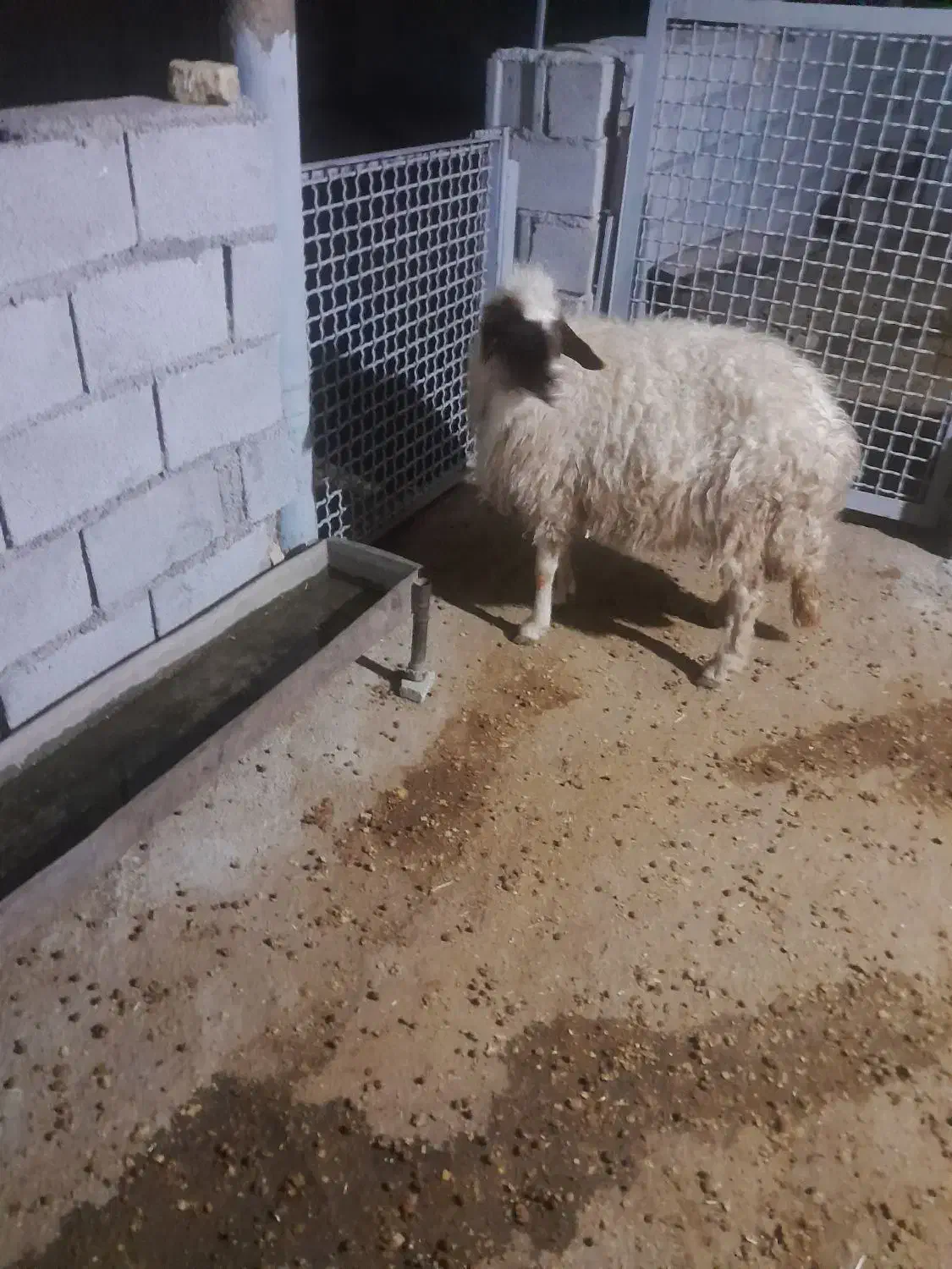 میش درجه یک ۳ورک|حیوانات مزرعه|قلعه شاهین, |دیوار