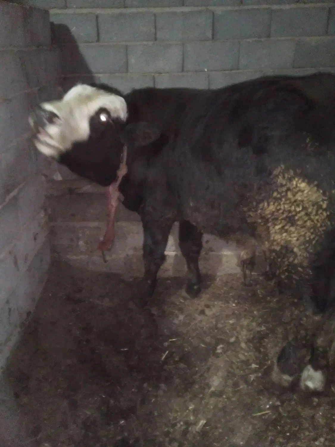 گوساله سمینتال نر|حیوانات مزرعه|عجب شیر, |دیوار