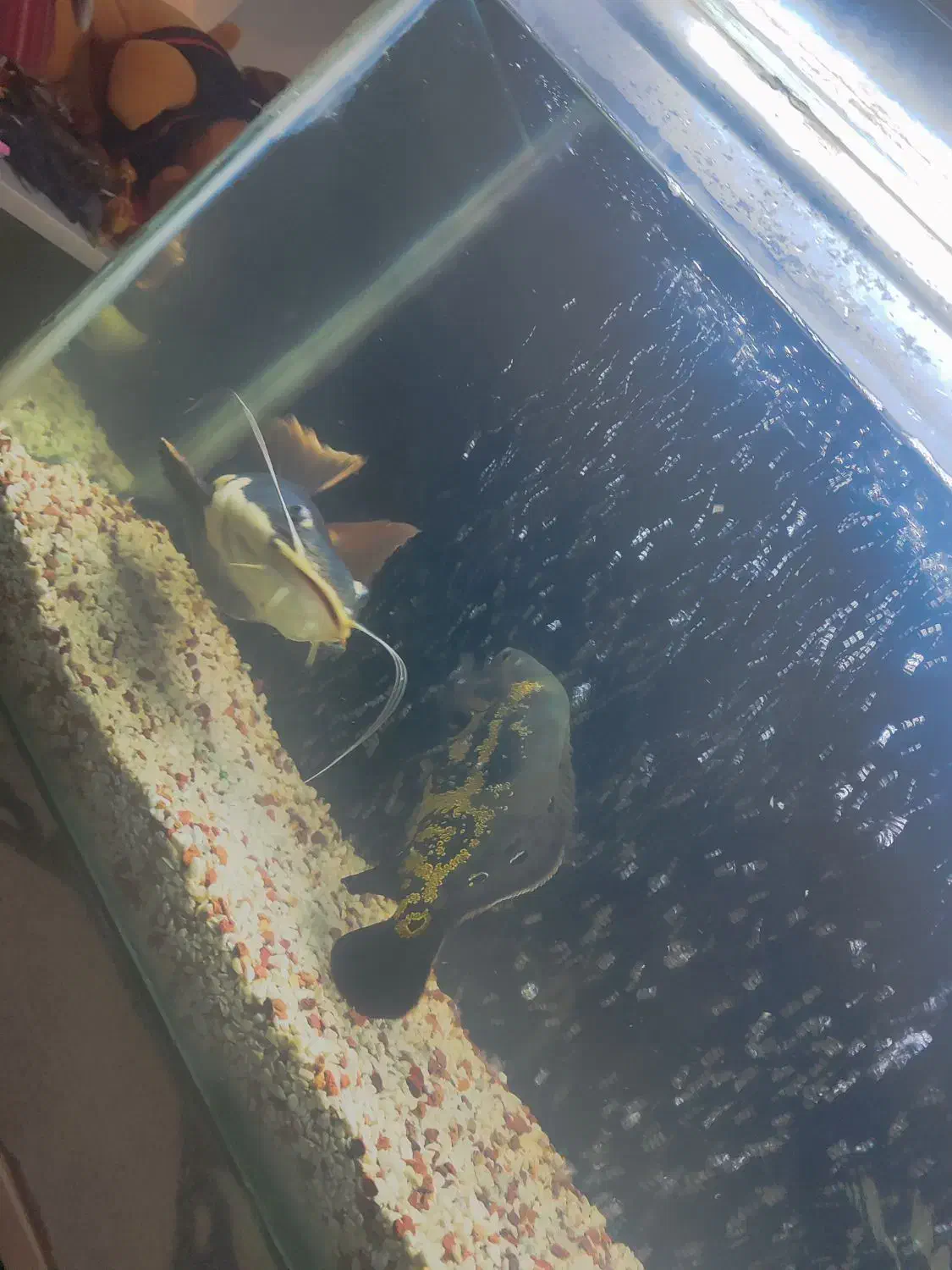 ماهی آکواریوم|ماهی|گرگان, |دیوار