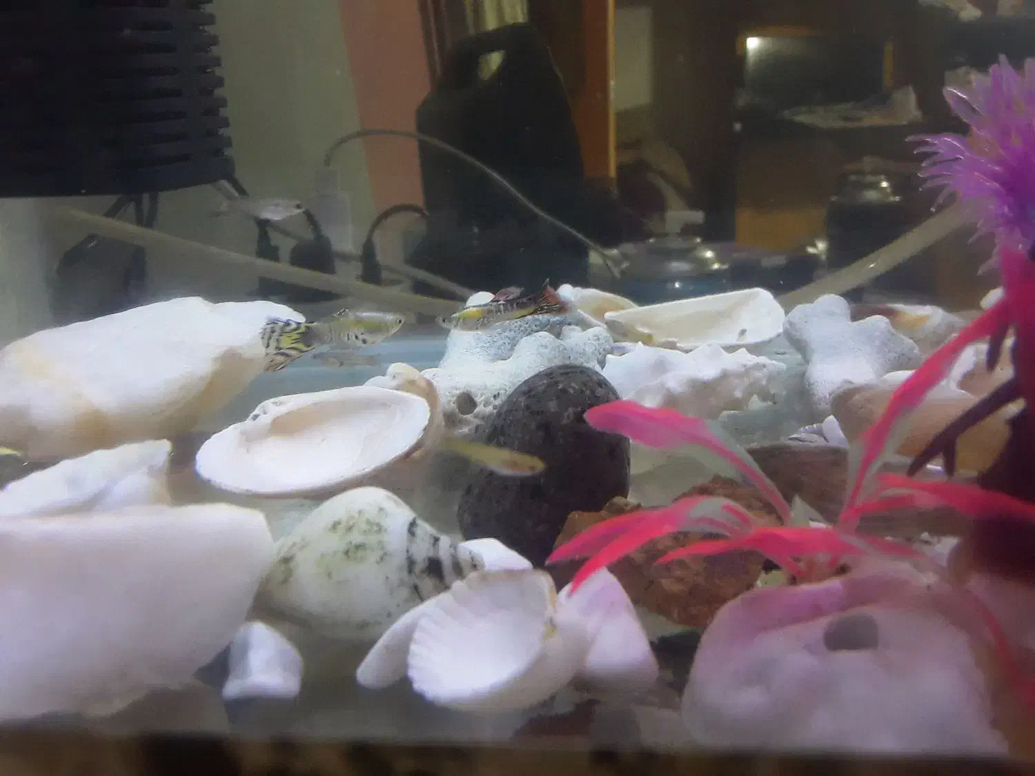 ماهی گوپی.|ماهی|قزوین, |دیوار