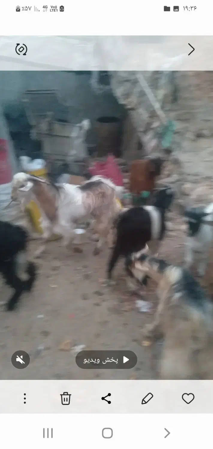 کهره چاق|حیوانات مزرعه|باغ ملک, |دیوار