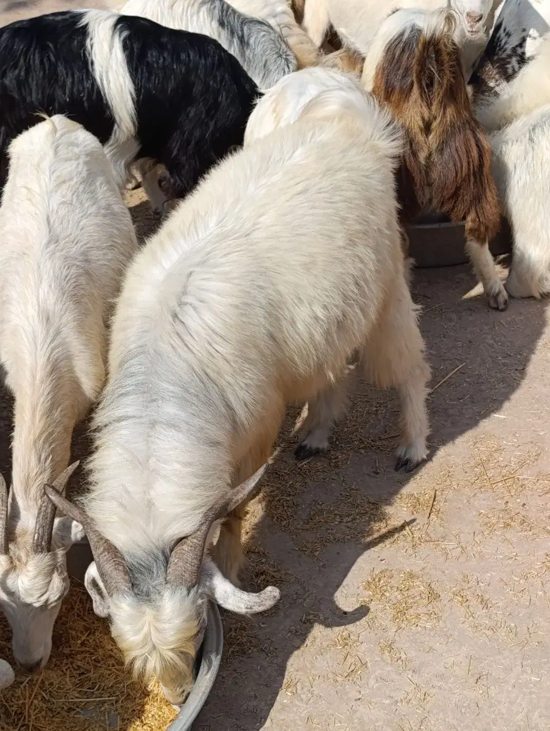 کهره نر چاق|حیوانات مزرعه|احمدی, |دیوار