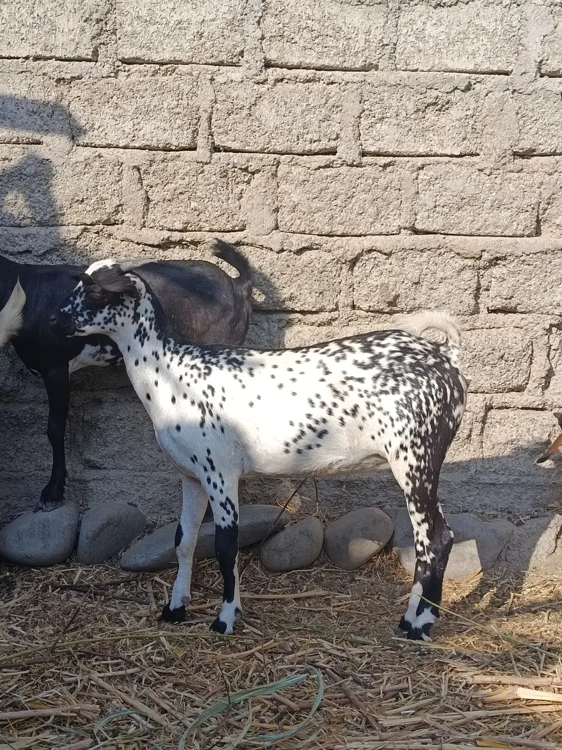 یک جفت نر و ماده آصل بنگال نسل دوقلو زاه|حیوانات مزرعه|چابهار, |دیوار