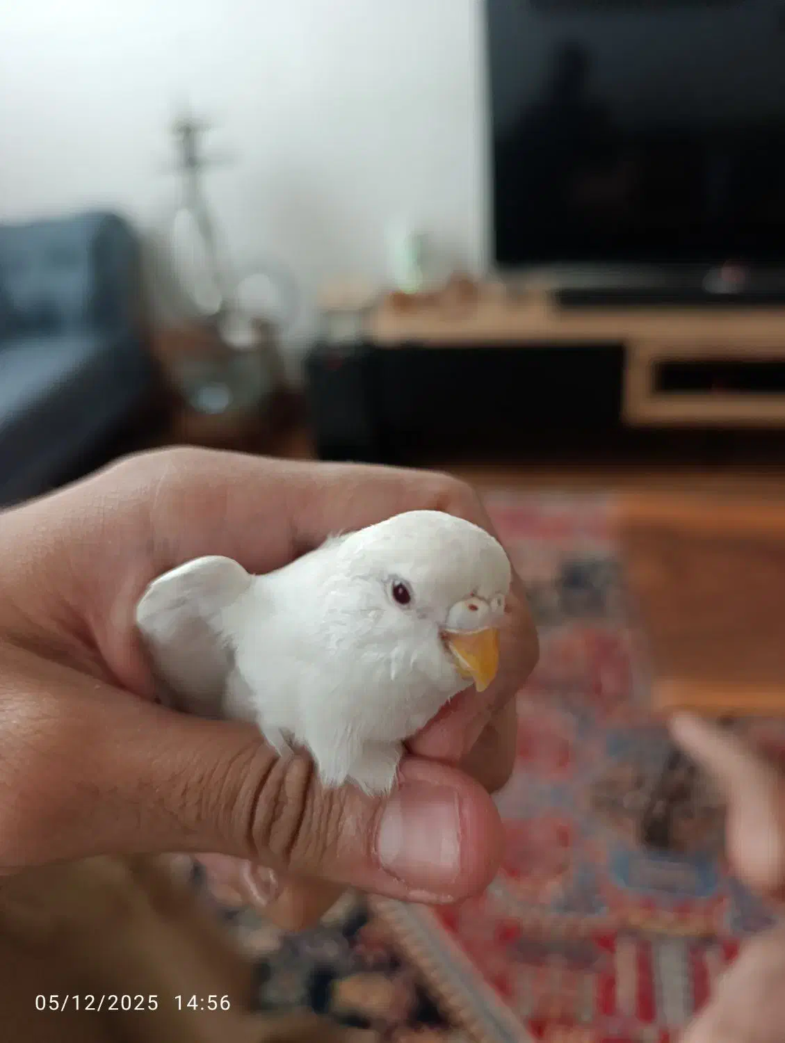 مرغ عشق سفید نر|پرنده|شیراز, شهرک مهدیه|دیوار