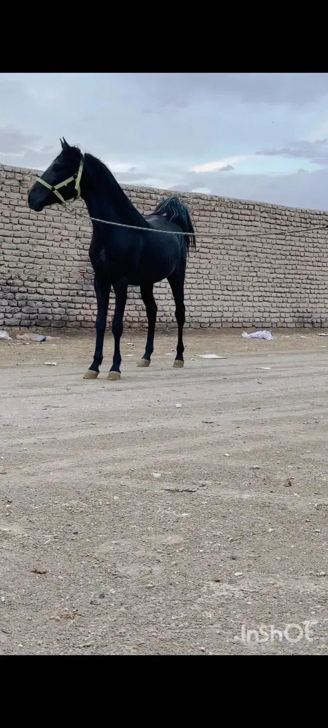 نریان دوسال نوه طاووس دست شکسته|اسب و تجهیزات اسب‌سواری|اصفهان, مسجد مصلی|دیوار