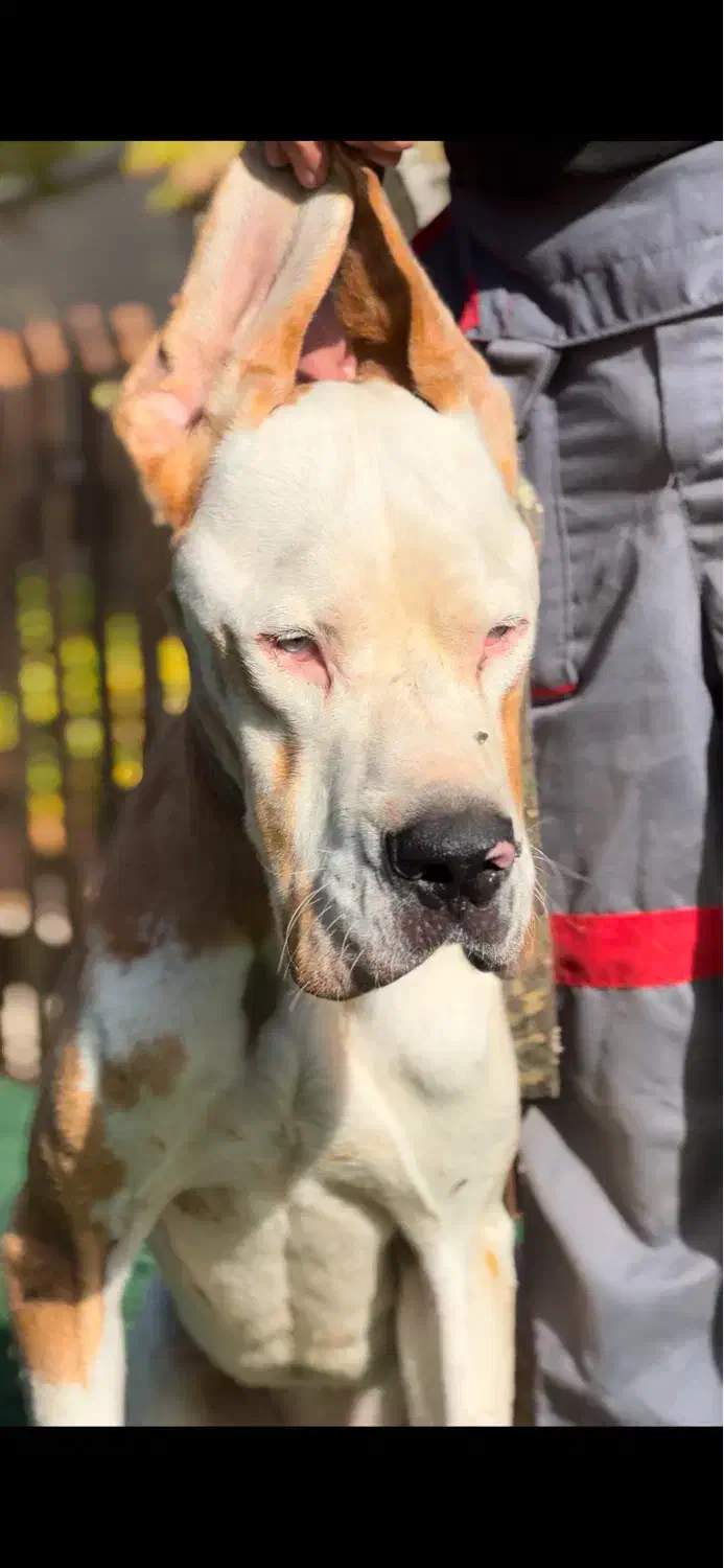 گریت دین سگ نگهبان چشم آبی|سگ|تهران, اختیاریه|دیوار