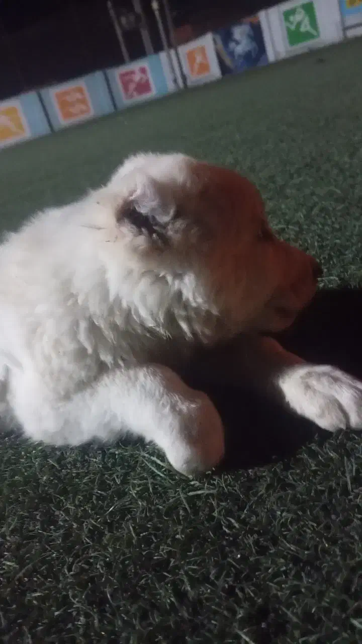 توله سگ افغان|سگ|بندرعباس, |دیوار