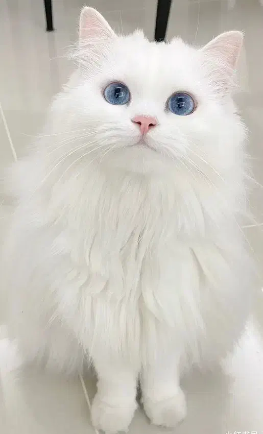 گمشده|حیوانات|بجنورد, |دیوار