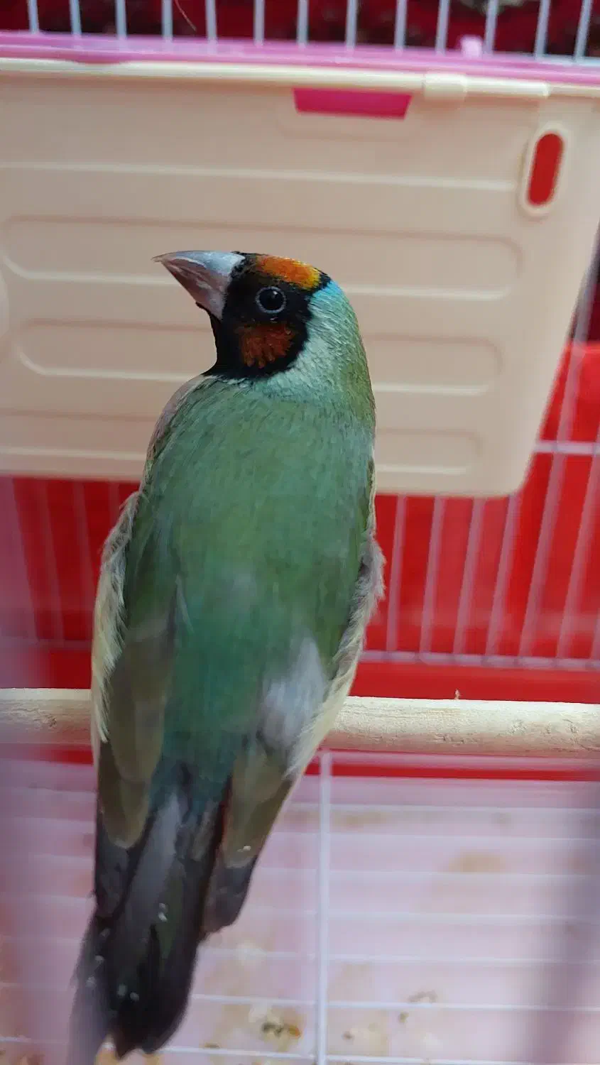 فنچ گلدین|پرنده|تهران, ارامنه|دیوار