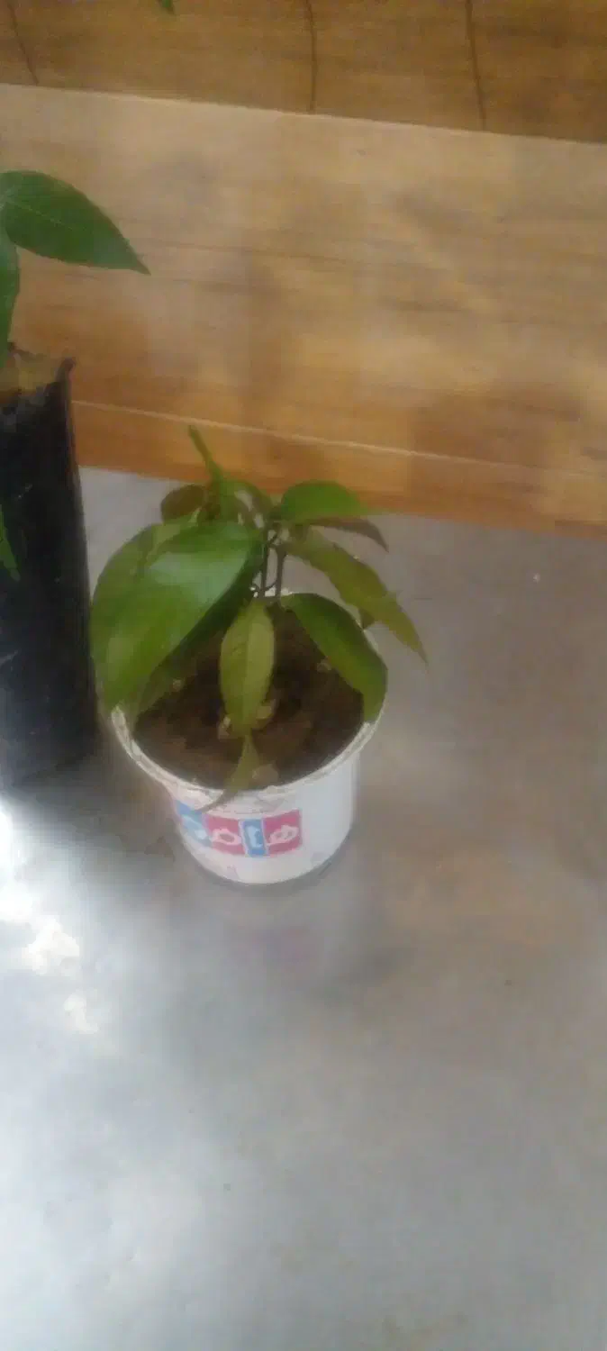 16 اصله نهال انبه|گل و گیاه طبیعی|جیرفت, |دیوار