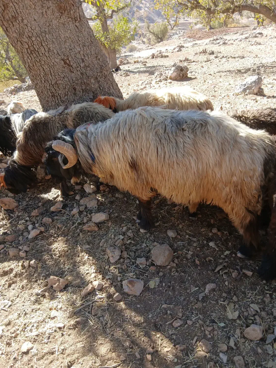 یک راس نرمیش|حیوانات مزرعه|بازفت, |دیوار