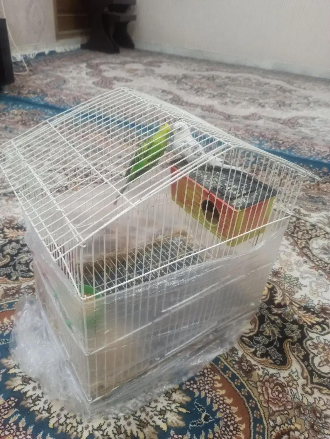 مرغ عشق به همراه قفس|پرنده|تفت, |دیوار