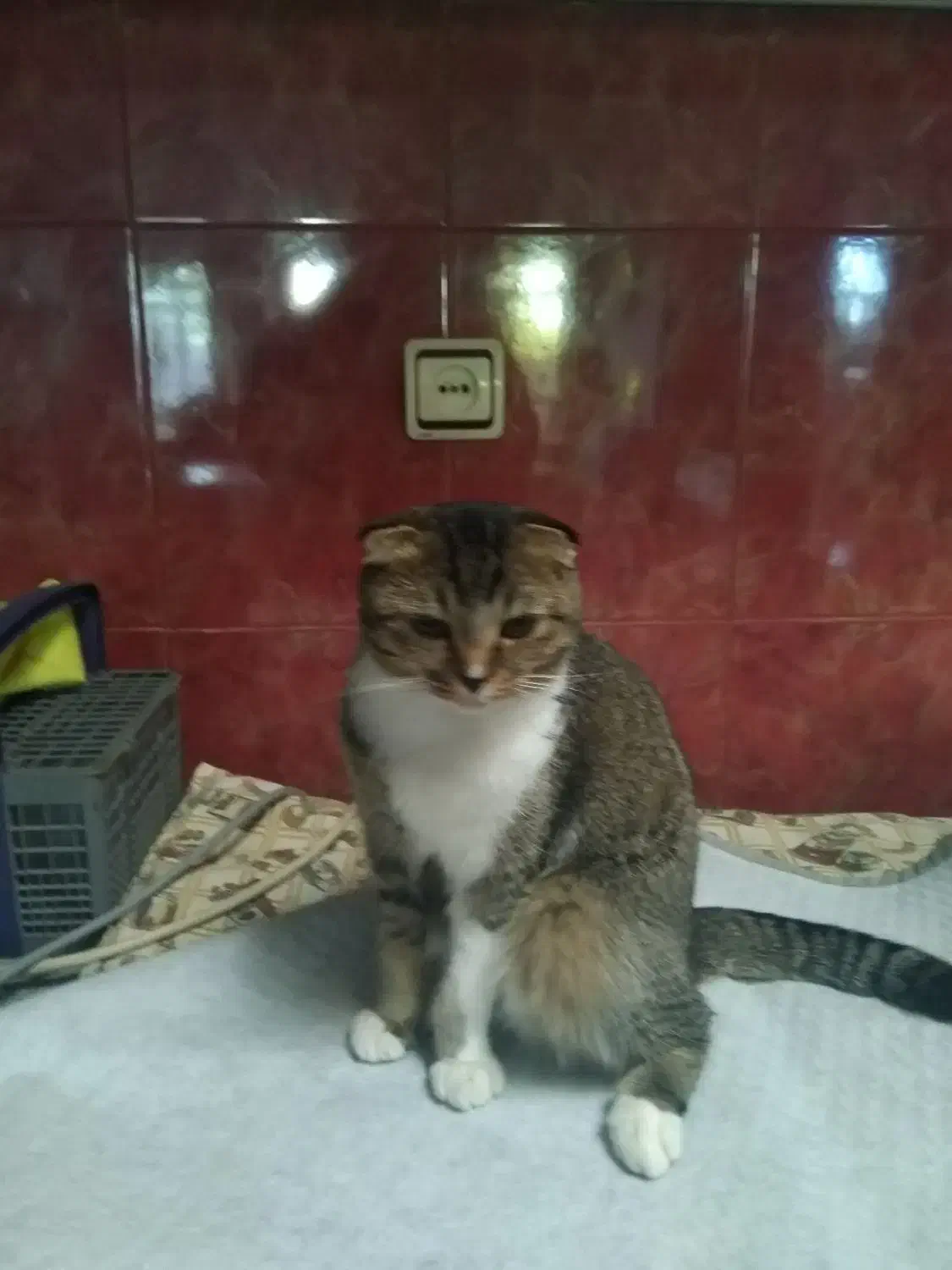 گربه اسکاتیش آروم وخانگی|گربه|مراغه, |دیوار