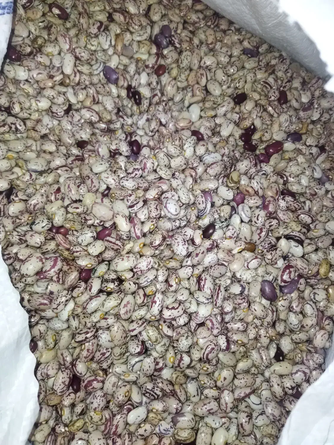 لوبیا چیتی دستچین|خوردنی و آشامیدنی|سراب, |دیوار