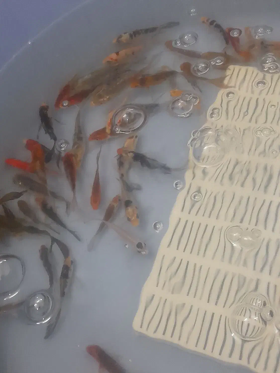 ماهی کوی|ماهی|اردبیل, |دیوار