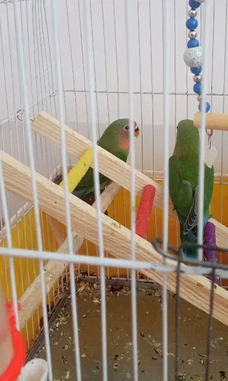 طوطی|پرنده|جوانرود, |دیوار