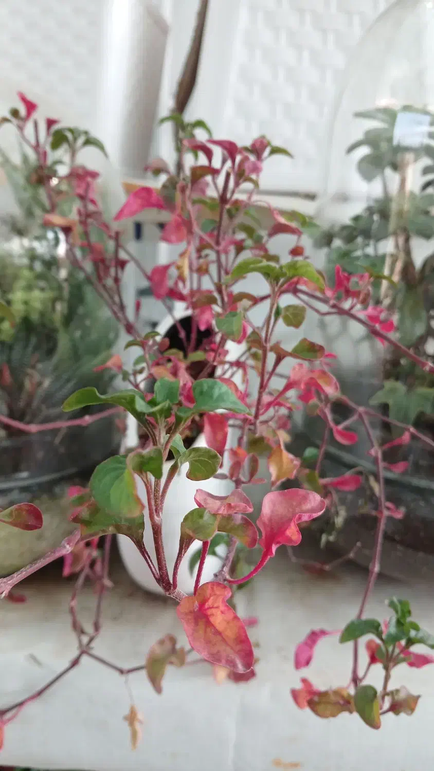 گلهای آپارتمانی جزئی وعمده|گل و گیاه طبیعی|مشهد, بهارستان|دیوار