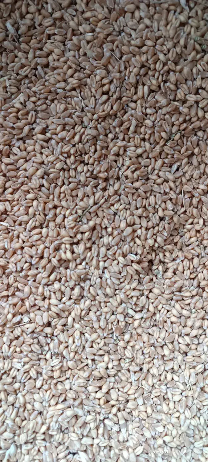 گندم|لوازم جانبی حیوانات|حسن آباد, |دیوار