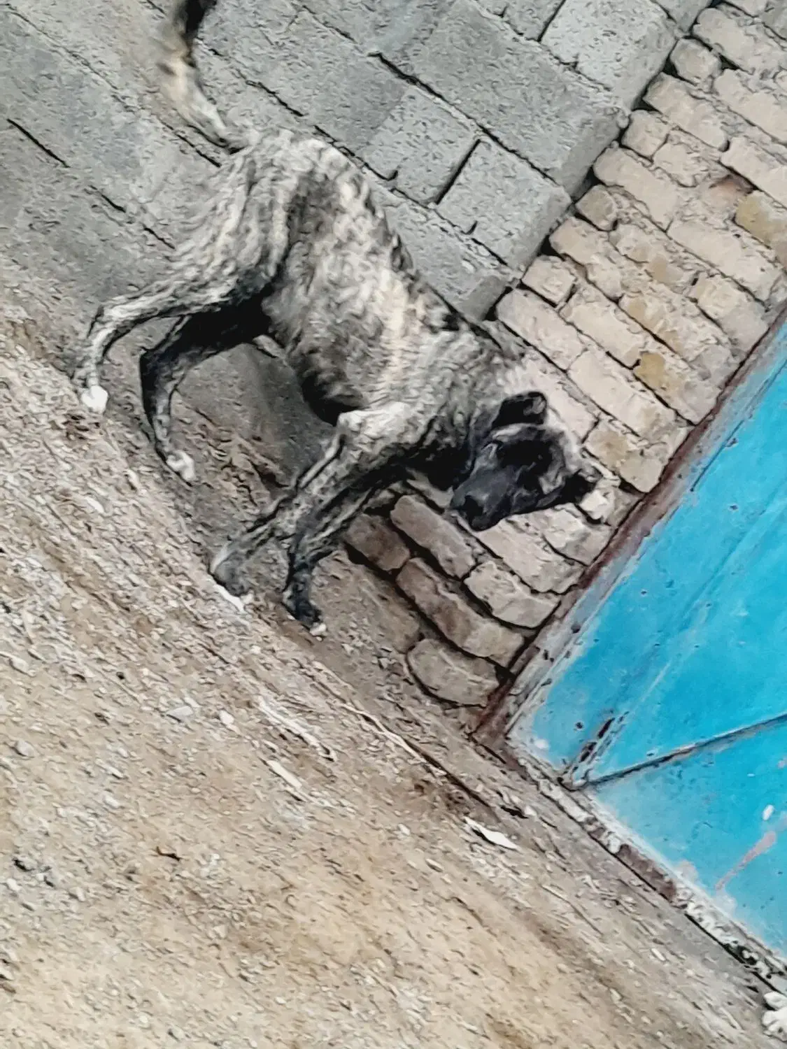 کوچوک نر خوب|سگ|تربت جام, جلگه موسی آباد|دیوار