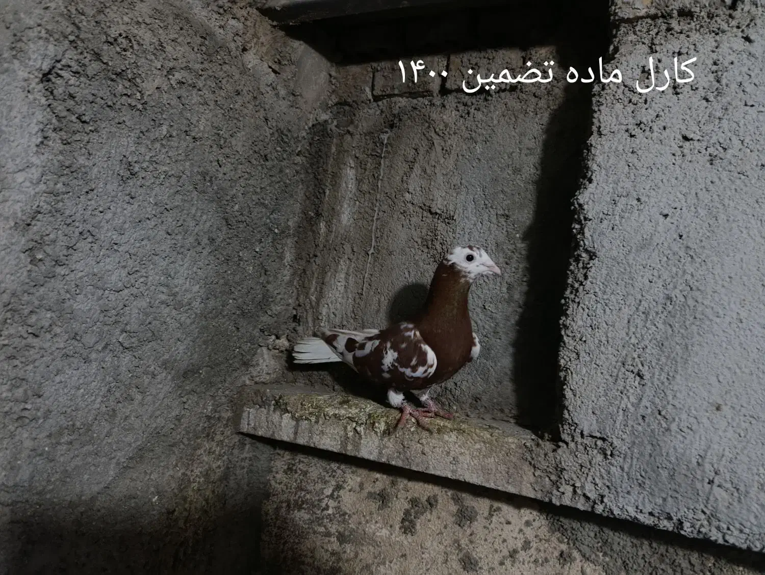 کارل|پرنده|نگین شهر, |دیوار