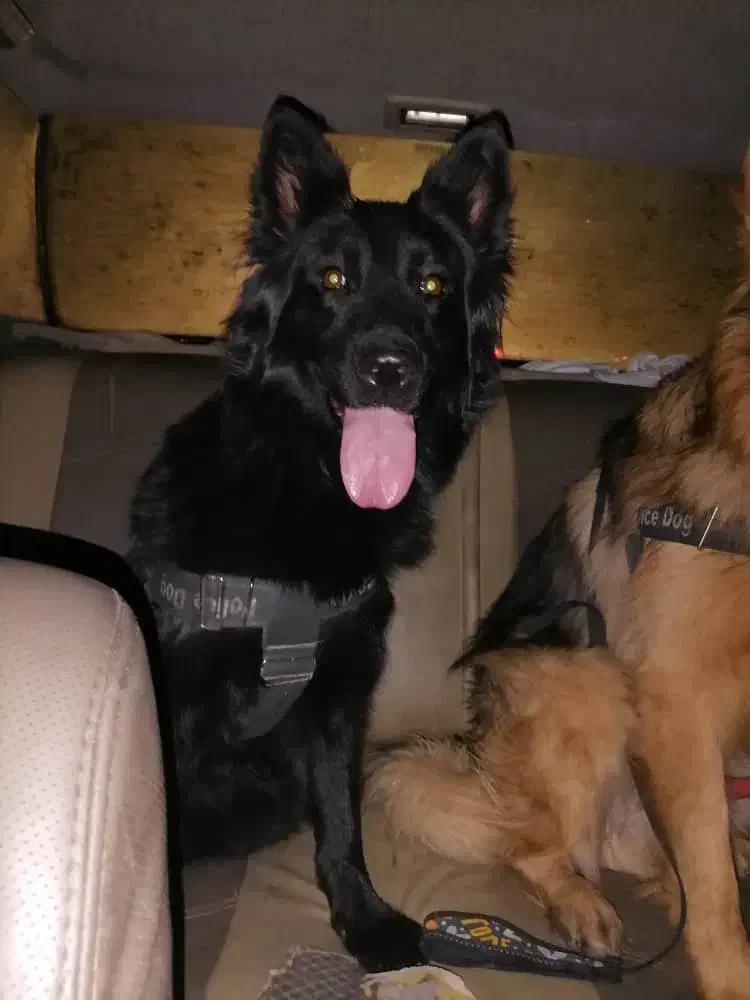 سگ ژرمن /نر و ماده/توله سگ/سگ /پت خانگی|سگ|شیراز, ابیوردی|دیوار