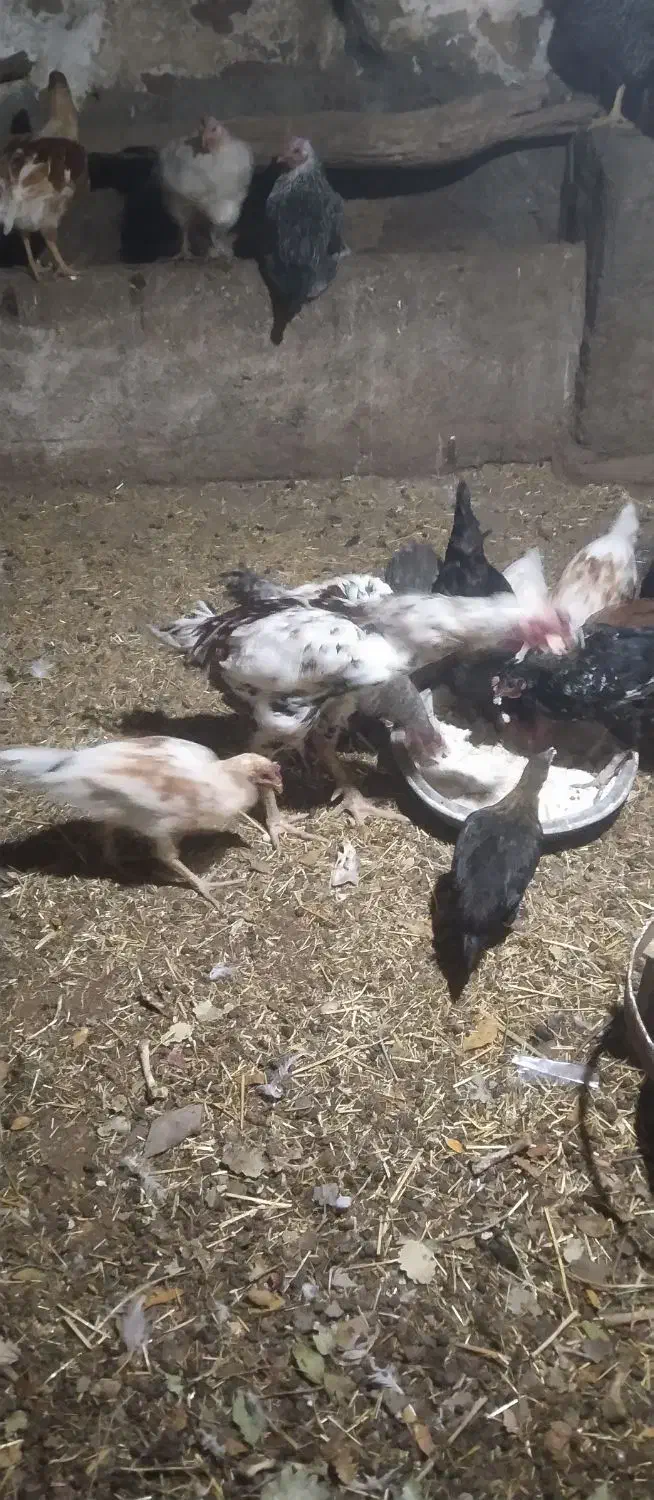 خروس لاری|حیوانات مزرعه|مریوان, |دیوار