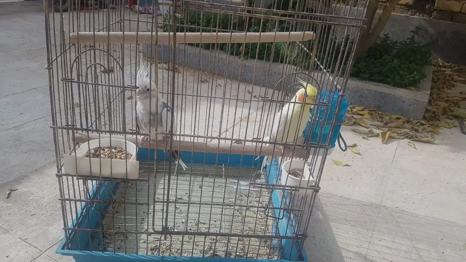 عروس هلندی|پرنده|شیراز, شهرک رضوان|دیوار