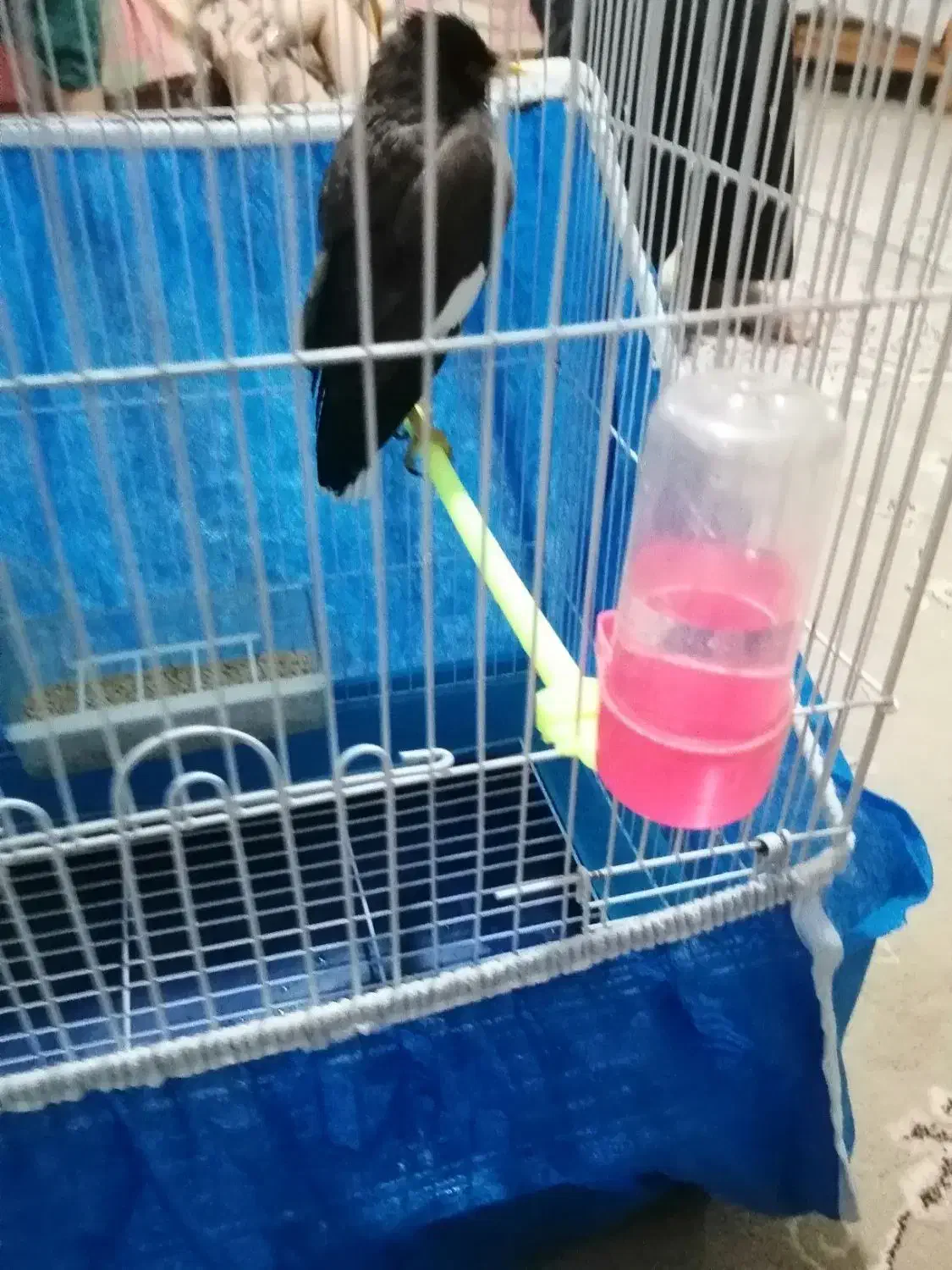 جوجه مینا 5ماهه|پرنده|شاهینشهر, شهرک ردانی پور|دیوار