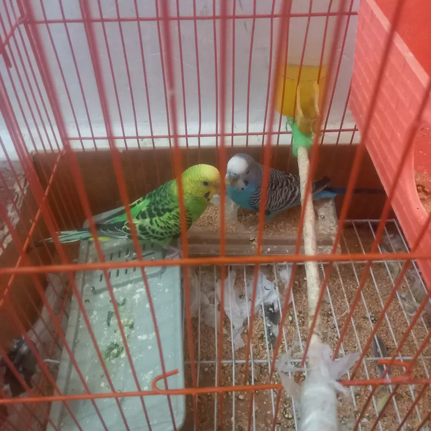 معامله با مرغ|پرنده|جیرفت, |دیوار