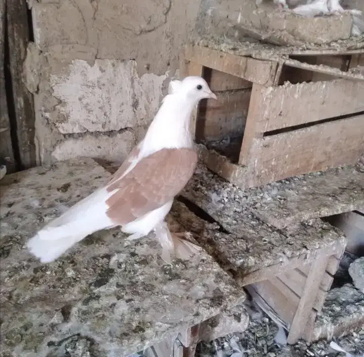 یک جفت پشت زرد پاپر|پرنده|پاکدشت, پارچین|دیوار