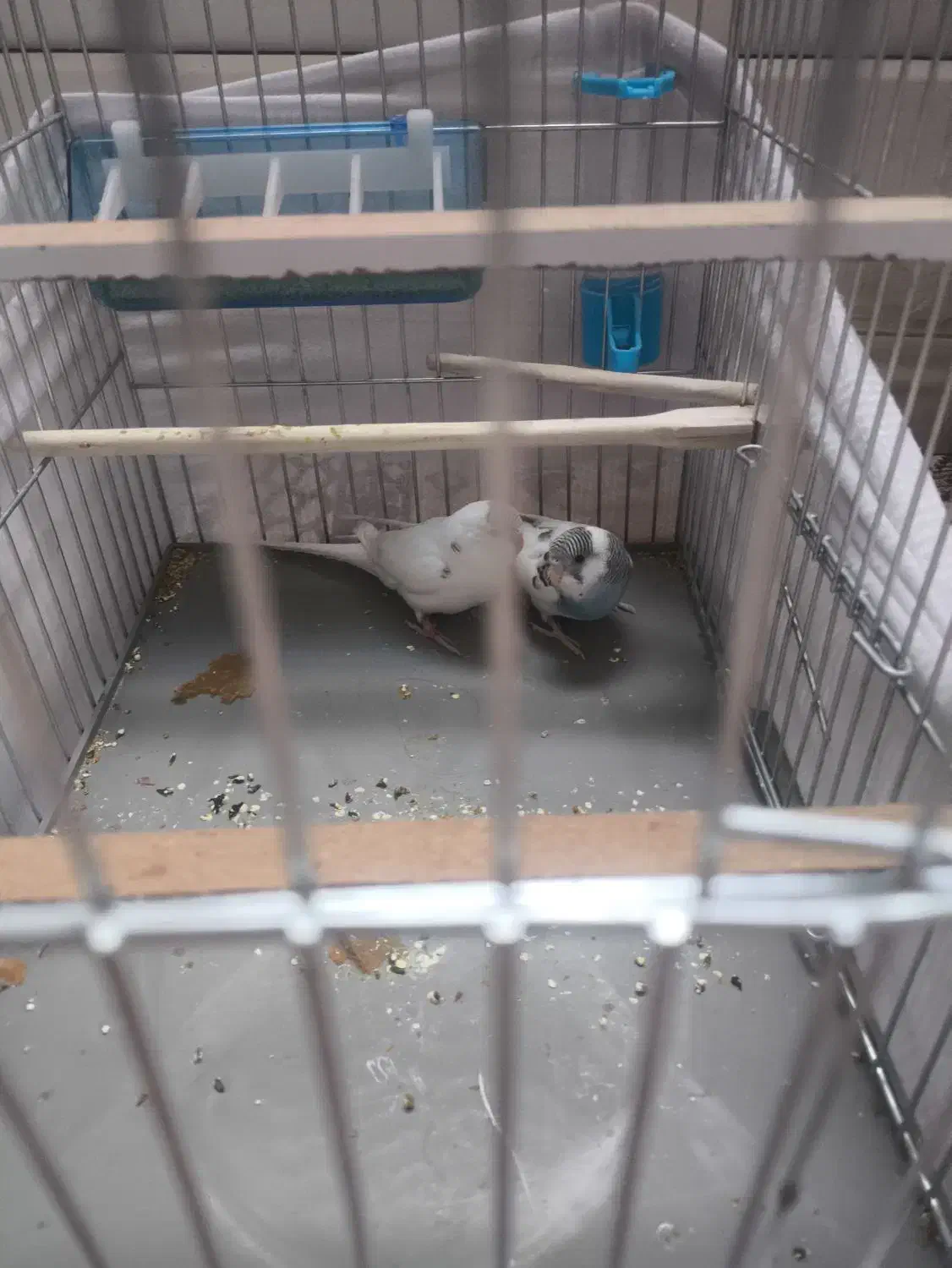 مرغ عشق|پرنده|قیامدشت - خاورشهر, |دیوار