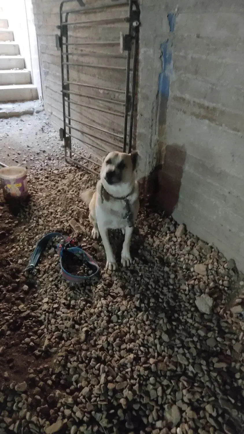 سگ نگهبان|سگ|مشهد, امیریه|دیوار