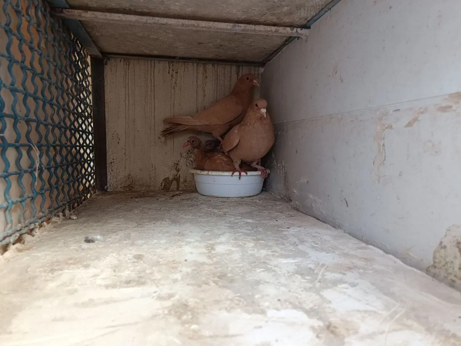 کرمانی|پرنده|مشهد, مصلی (کارمندان اول)|دیوار