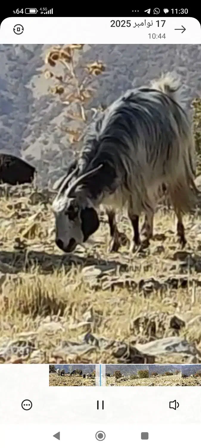 بز درجه یک آبستن|حیوانات مزرعه|یاسوج, |دیوار