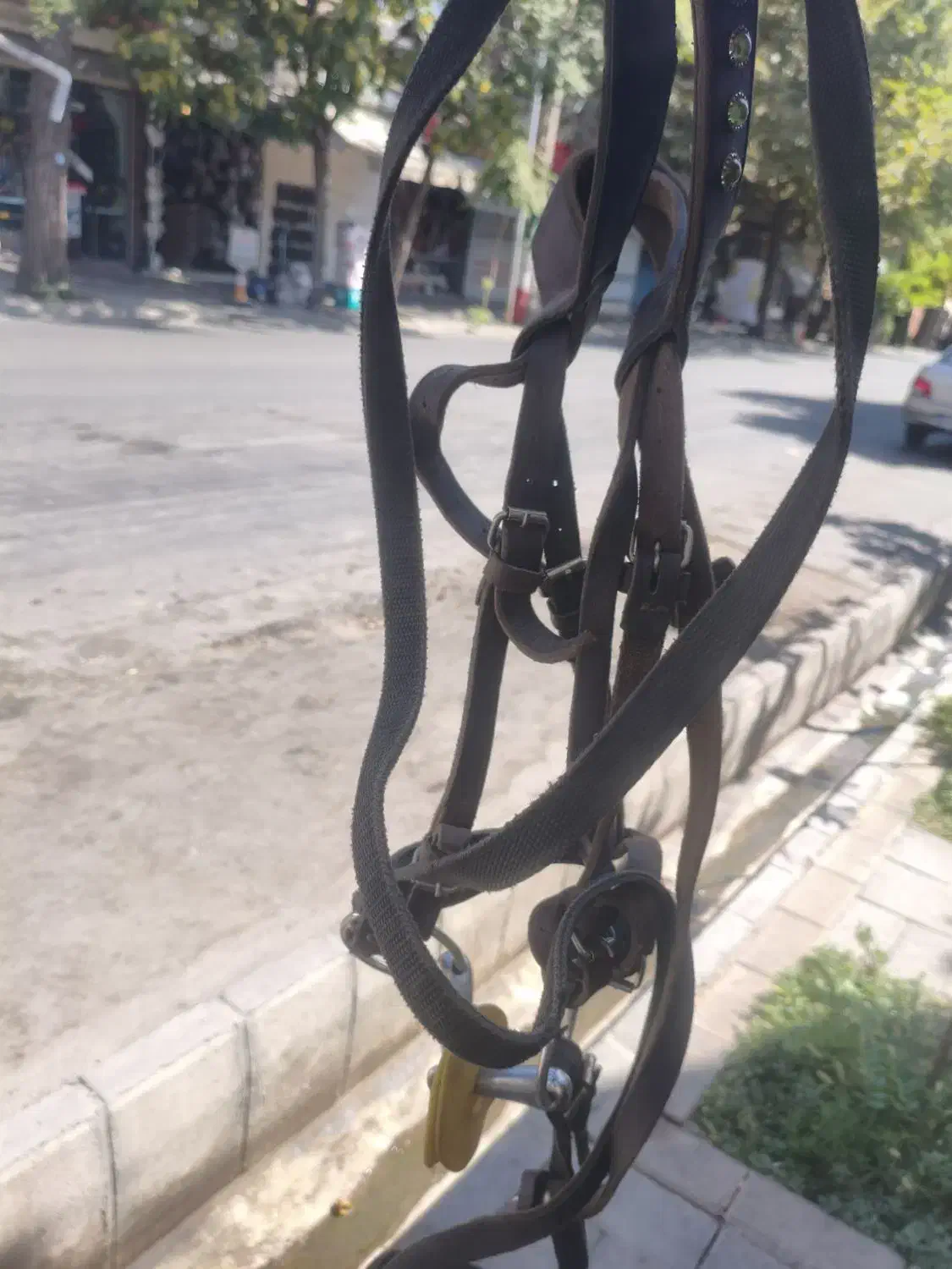 دست جلو نرم اسب|اسب و تجهیزات اسب‌سواری|مراغه, |دیوار