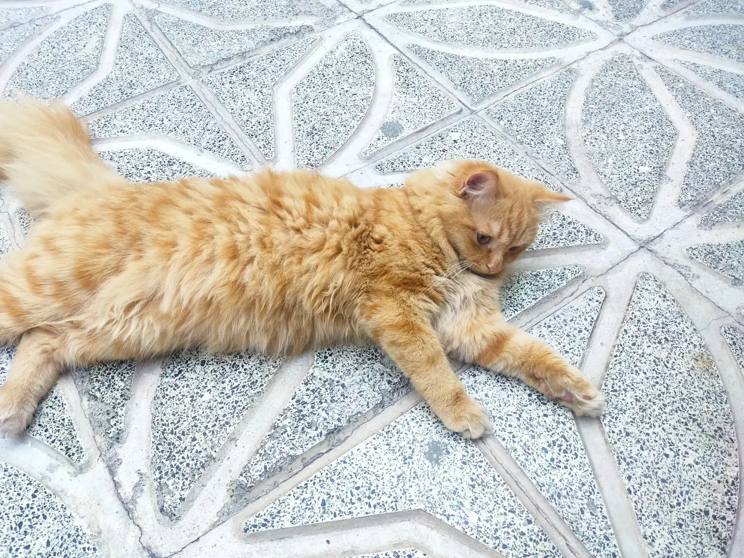 واگذاری گربه میکس پرشین اسکاتیش|گربه|تبریز, |دیوار