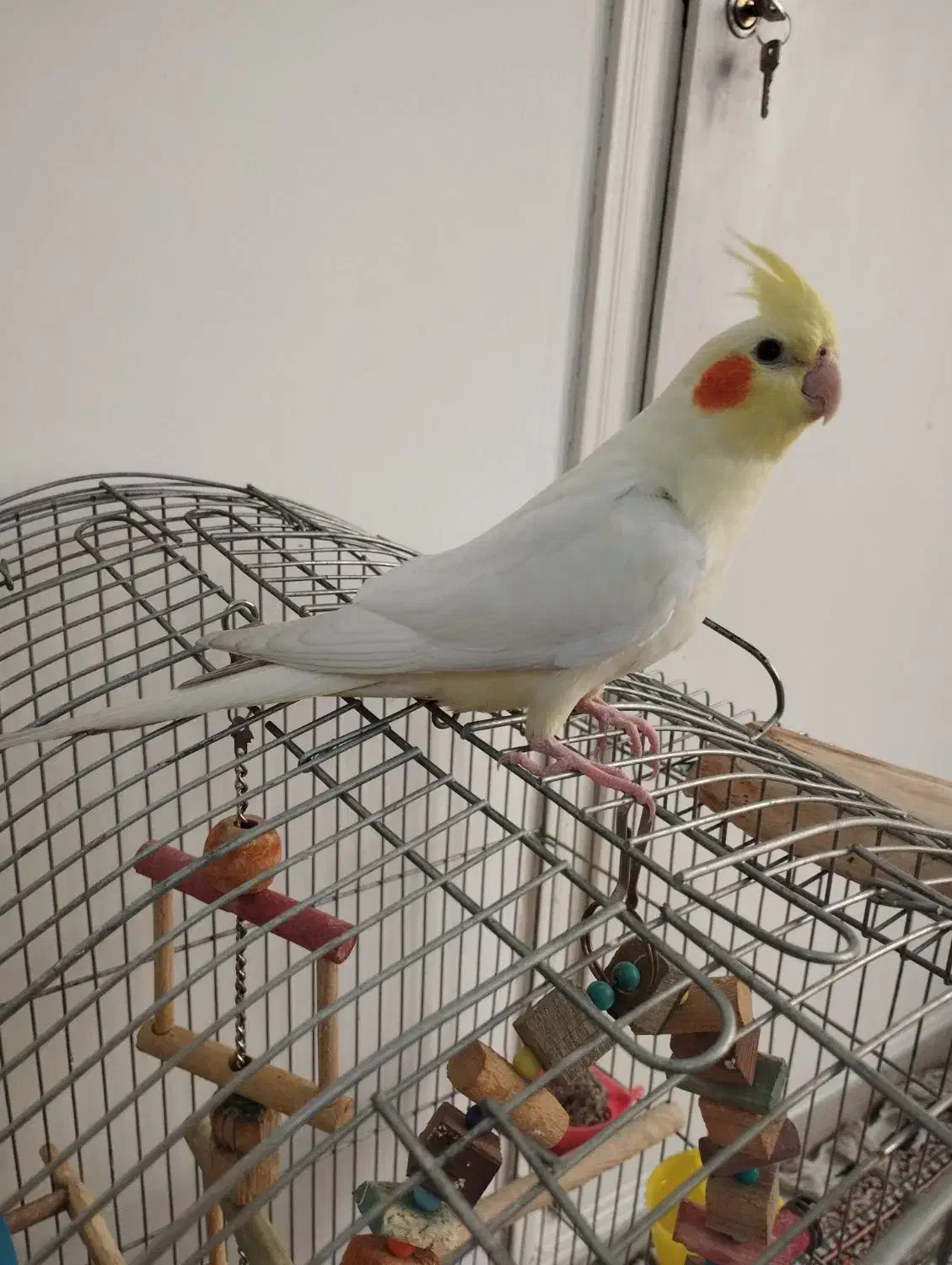 عروس هلندی|پرنده|کرج, کیانمهر|دیوار