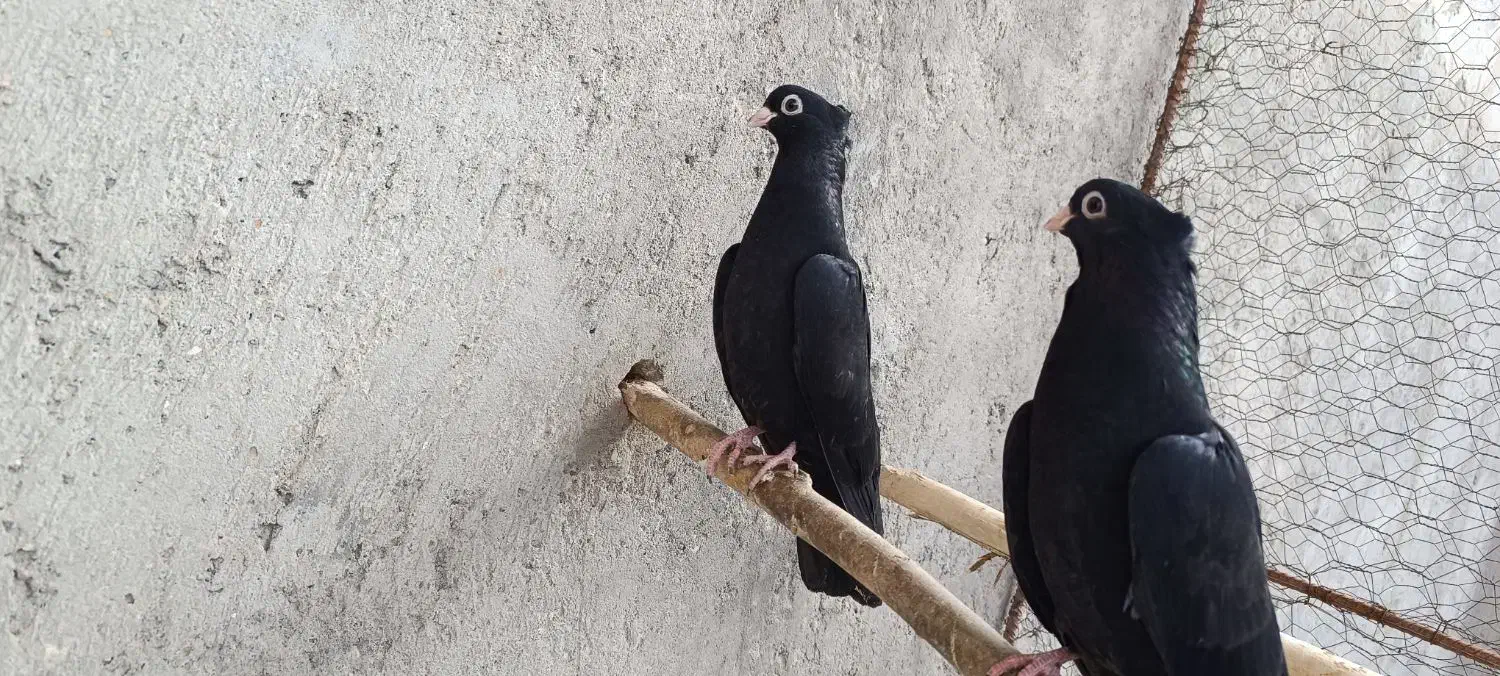 کبوتر|پرنده|ملکان, |دیوار