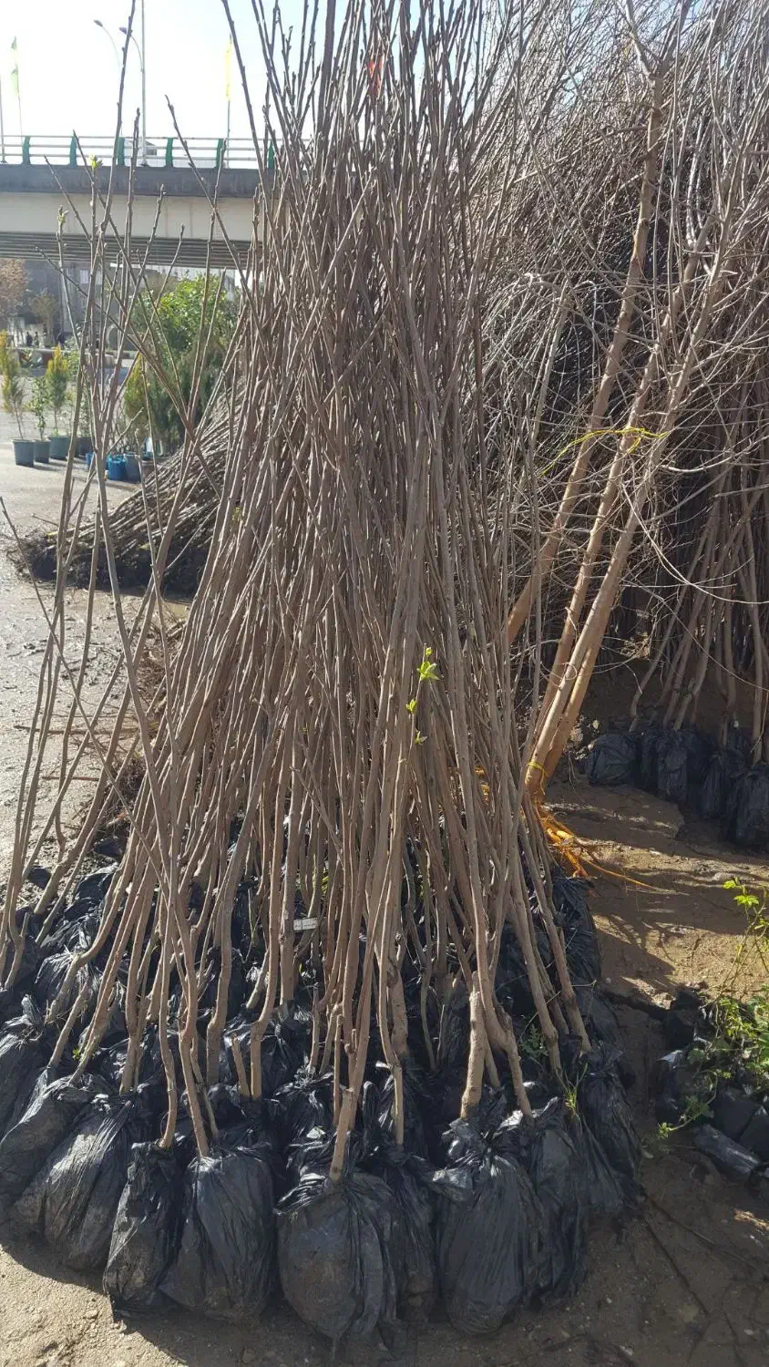 نهال های با کیفیت و اصلاح شده لیبل دار|خدمات باغبانی و درختکاری|مشهد, بهشت|دیوار