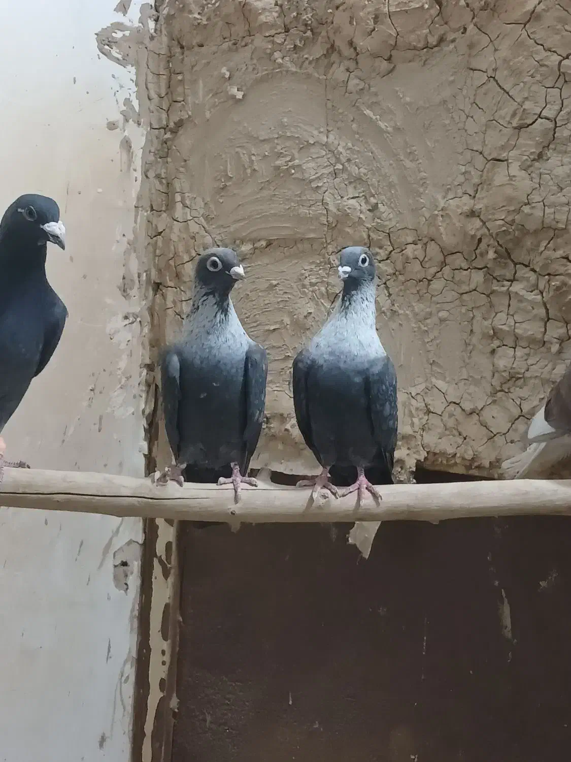 کفتر.کبوتر رنگی موشی|پرنده|رضویه, |دیوار